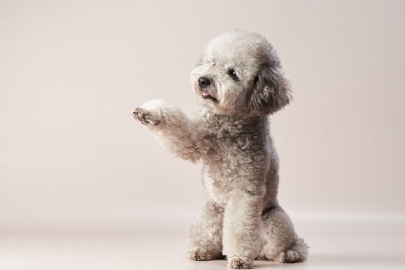 Silver Poodle: Facts, Origin & History (with Pictures) - StorePetPremium